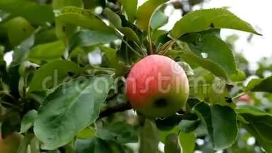 夕阳红苹果树.. 红苹果长在树枝上。 软的关注苹果.. 树上的绿苹果